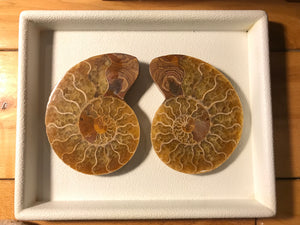 Ammonite Pair, Morocco, Large Size