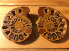 Ammonite Pair, Morocco, Medium Size