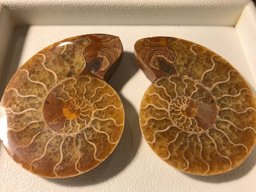 Ammonite Pair, Morocco, Large Size