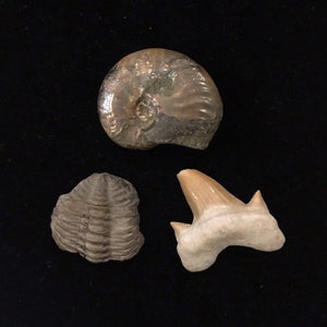 Multi regional Fossil Set