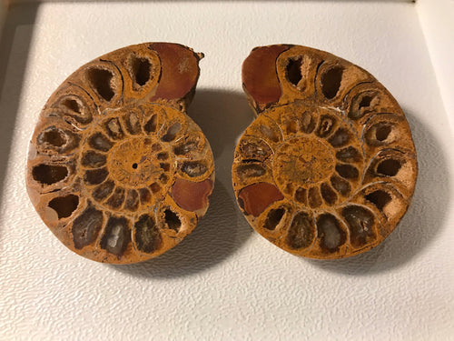 Ammonite Pair, Morocco, Medium Size