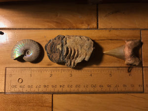 Malagasy Fossil Set